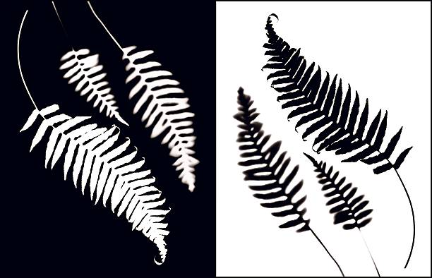Ferns in positive and negative stock photo