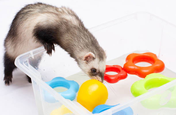 Ferret female playing in bath Ferret female playing in bath ferrets stock pictures, royalty-free photos & images