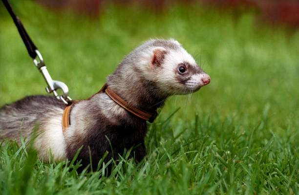Ferret on a lead in grass stock photo