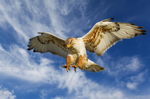 Large Ferruginous Hawk in attack mode with blue sky