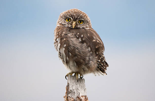 Ferruginous Pygmy-Owl stock photo