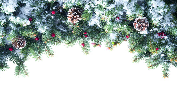 Festive Christmas border frame. Festive Christmas border frame - green fir branches decorated with red berries and cones,covered with snow, isolated on white, copy space. evergreen plant stock pictures, royalty-free photos & images