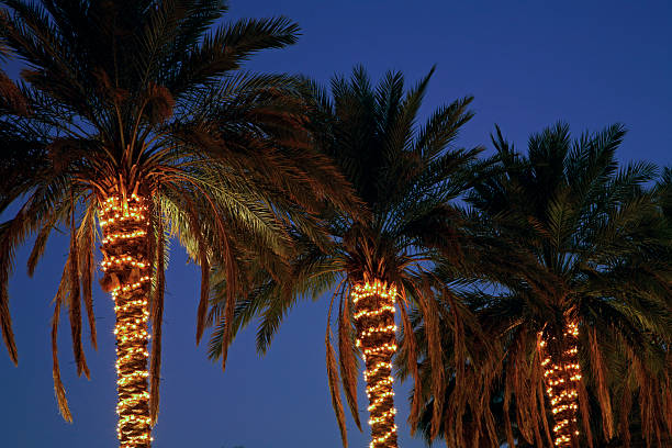 Festive Decorated Palm Trees Palm Trees decorated with Christmas Lights. palm springs california stock pictures, royalty-free photos & images