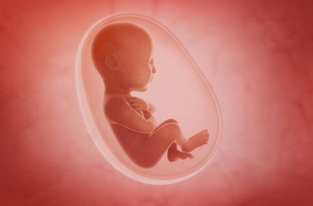 fetus inside the womb stock photo