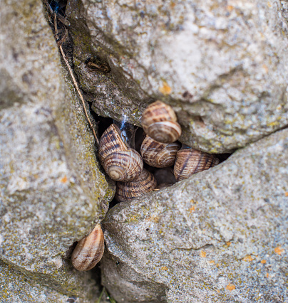 A few snails on the rocks. Selective focus.
