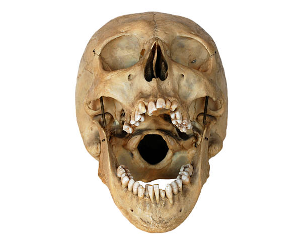 Рот скелета. Открытый череп у человека. Череп человека открытый рот. Череп человека с открытой челюстью.