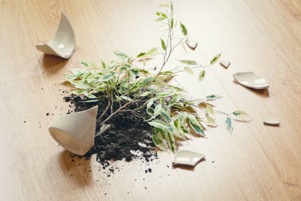Ficus Benjamina has fallen on the floor, broken flowerpot, dirt and pieces of ceramic pot stock photo