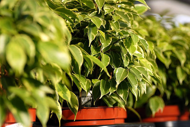 Ficus Benjamina plants in garden center stock photo