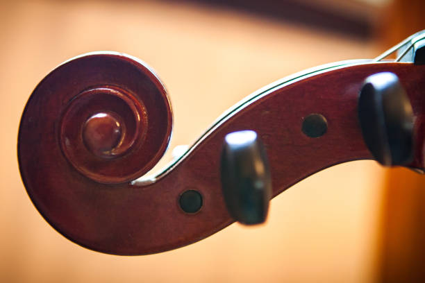 Fiddle Head stock photo