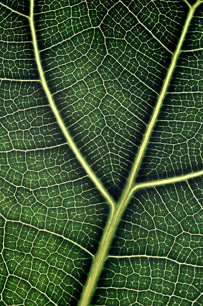 Fiddle Leaf Fig  plant xray stock pictures, royalty-free photos & images