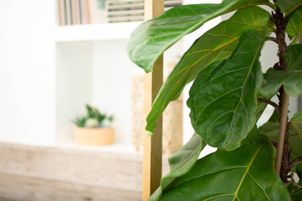 BG fiddle leaf room A view of a fiddle-leaf fig tree on the right side of a frame, featuring a modern rustic background of succulent plants coffee table books on the wall. Fiddle Leaf Fig stock pictures, royalty-free photos & images