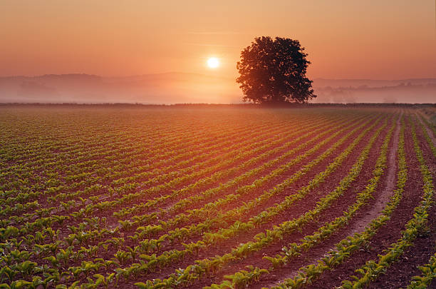 field at sunrise stock photo