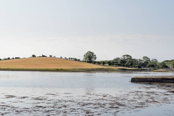 Field, cereal crop, tree, hill and water Field, cereal crop, tree, drumlin (a gentle sloping hill produced from glacial deposits) and water's edge on Strangford Lough, County Down, Northern Ireland. strangford lough stock pictures, royalty-free photos & images