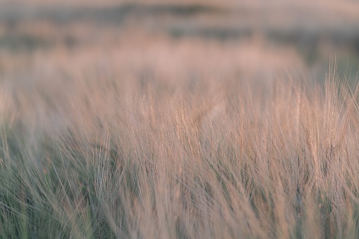 Field of barley at sunset, County Down, Northern Ireland.