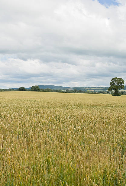 Field of Barley stock photo