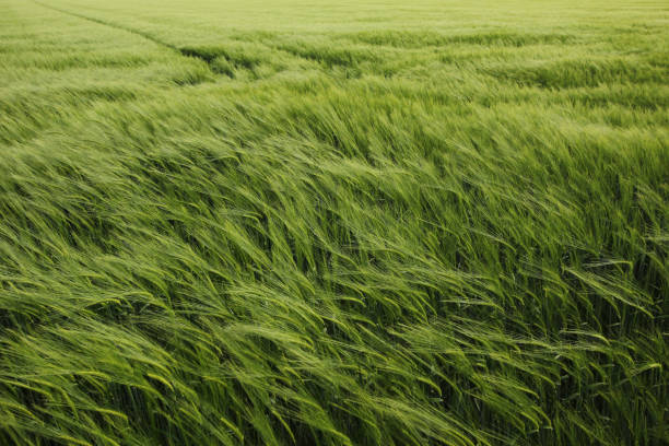 field of barley stock photo
