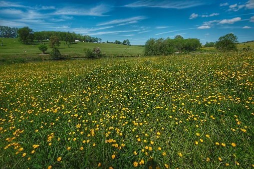 field of buttercups outdoors rural beauty in nature