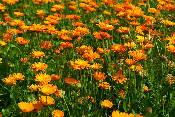 Field of chamomiles background stock photo