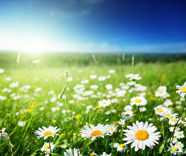 Best Daisy Sunrise Stock Photos, Pictures & Royalty-Free Images - iStock