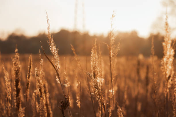 fält av torrt gräs under strålarna för att sätta sol. naturlig bakgrund. - roe deer bildbanksfoton och bilder