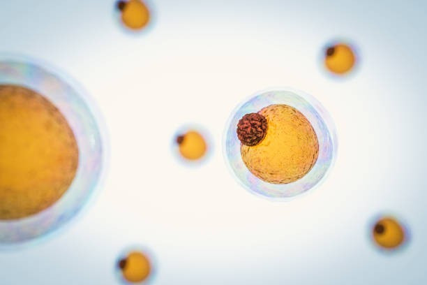 field of fat cells, High quality 3d render of fat cells, cholesterol in a cells stock photo