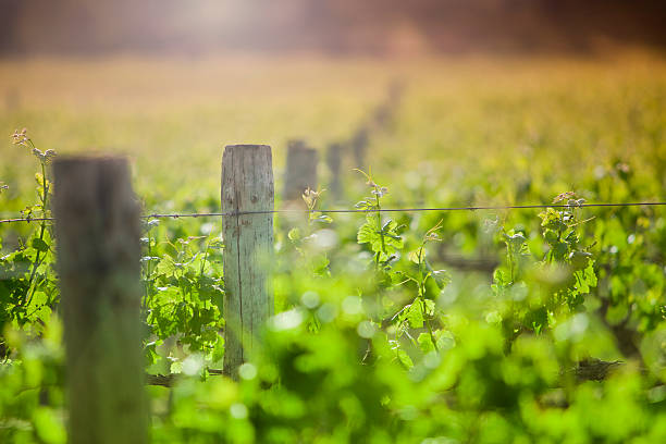 Field of green vines and wooden posts under the sun stock photo
