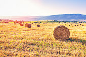 Field of hay bales. Harvesting at the end of the summer.