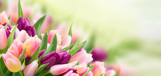field  of pink and violet tulip stock photo