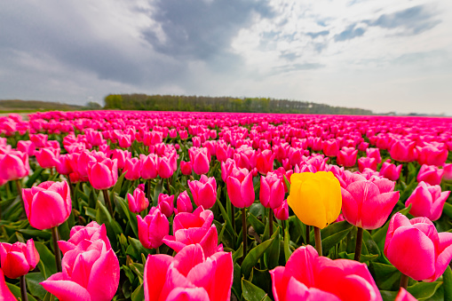 Field of pink tulips with one single yellow tulip during a beautiful springtime day in Flevoland, The Netherlands.