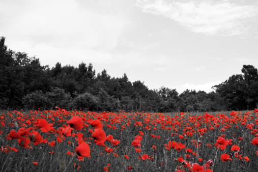 Field of poppies, black and white picture, with red poppies