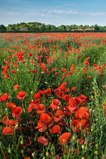 Field of poppies stock photo
