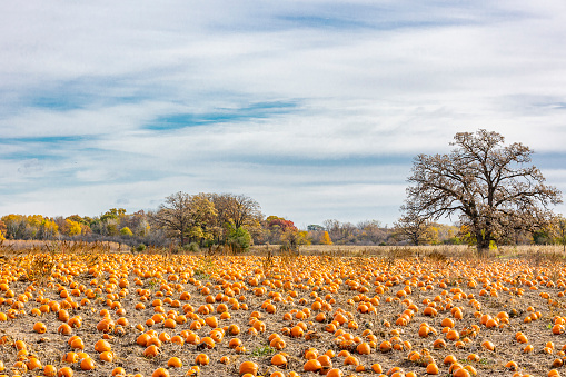 Wide view of a field of ripe, orange pumpkins on a farm in the autumn with a leafless oak tree and blue sky with white clouds.