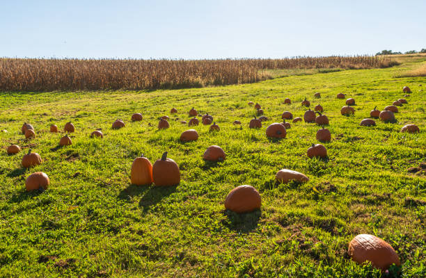 A field of pumpkins on a sunny fall day stock photo