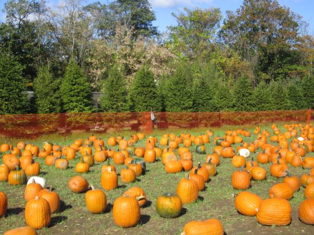 Field of Pumpkins with Pine Trees stock photo
