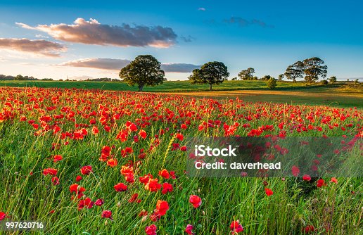 istock Field of Red Poppies 997620716