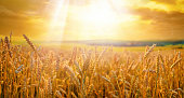 istock Field of ripe golden wheat in rays of sunlight at sunset against background of sky with clouds. 1320836656