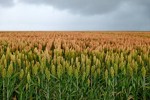field of sorghum stock photo
