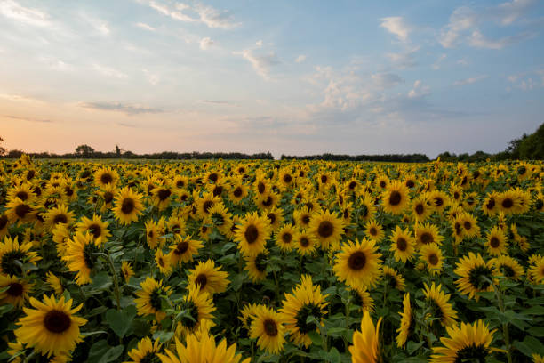 Field of Sunflowers Golden hour landscape of a field of sunflowers golden hour stock pictures, royalty-free photos & images
