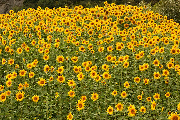 Field Of Sunflowers stock photo