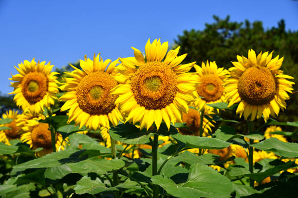 Field of sunflowers with blue sky stock photo
