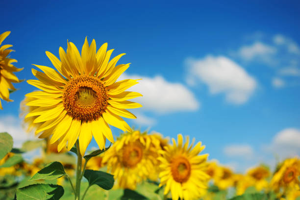 feld von sonnenblumen mit blauem himmel - sonnenblume stock-fotos und bilder