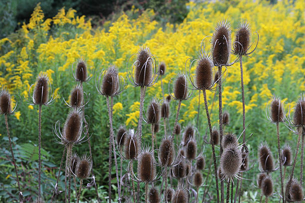 Field of Teasel and Goldenrod stock photo