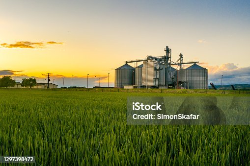istock Field of wheat at sunset with grain silos in the back ground 1297398472