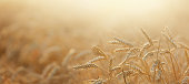 istock Field of wheat in a summer day. Close up of ripening wheat ears. Harvesting period. Sunset or sunrise time. Rural scenery. 1333037723