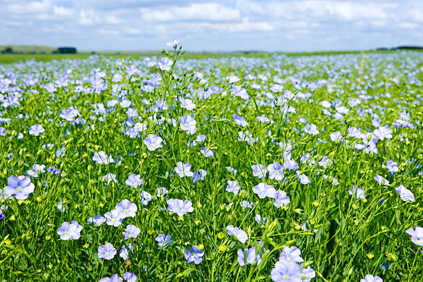 Field of white blooming flax over green leaves and stems stock photo