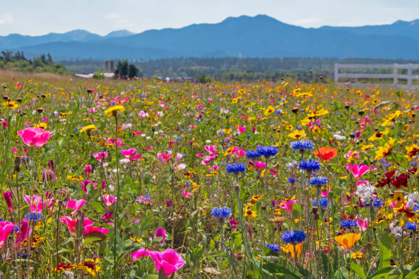 Field of Wildflowers by the Olympic Mountains stock photo