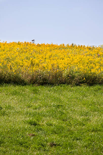 Field of yellow flowers stock photo
