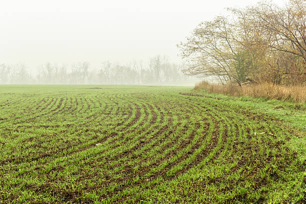 Field with green sprouts of winter wheat stock photo