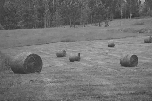A farmer's field with freshly made hay bales, black and white 35mm film.