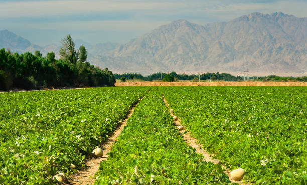 Field with ripening melon plants and system of irrigation. stock photo
